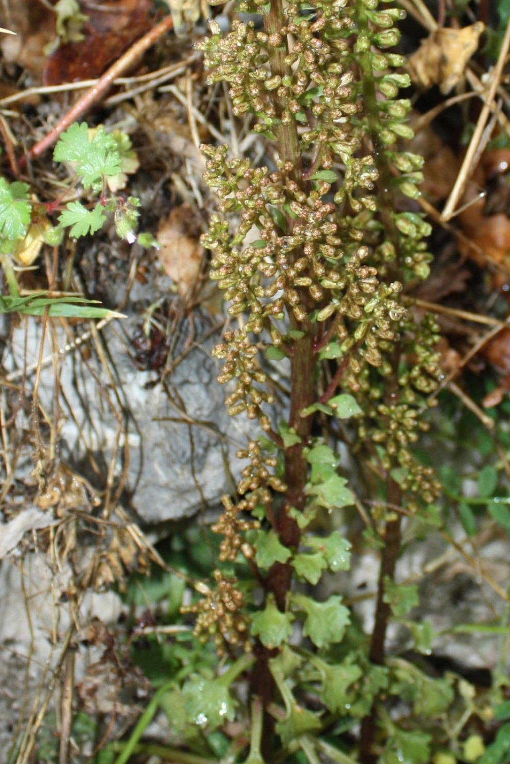 Umbilicus da determinare